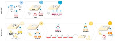 Non-ammoniagenic proliferation and differentiation media for cultivated adipose tissue